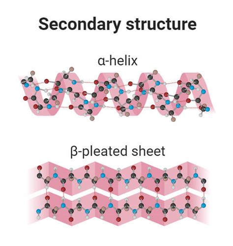 Biochemistry, Secondary Protein Structure .